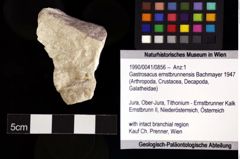 Foto (Objket + Etiketten) von Gastrosacus ernstbrunnensis (Bachmayer 1947) 